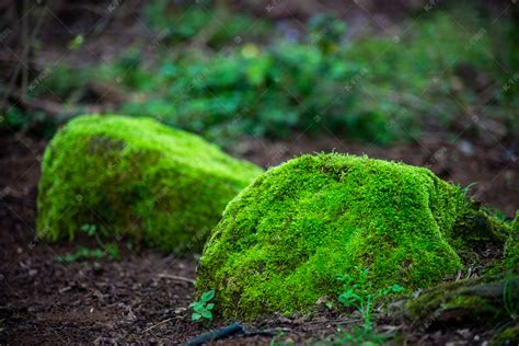 青苔形成|藓類植物門